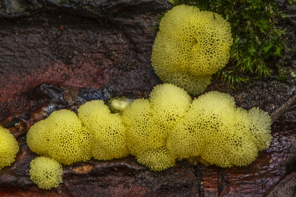 Ceratiomyxa fruticulosa var. porioides